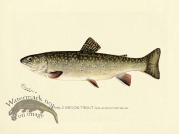 Trout - Brook Female
